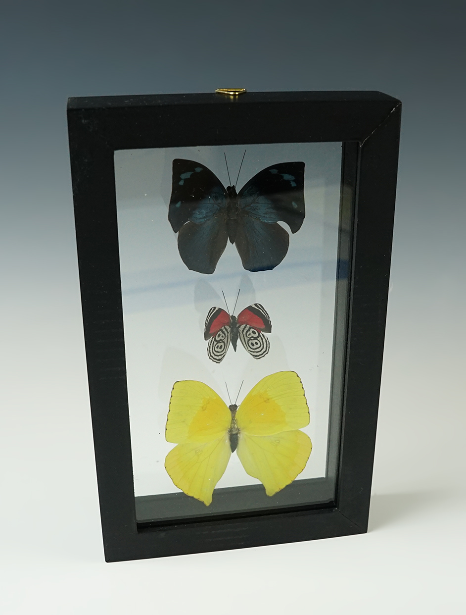 Attractive 4 3/4" x 8" framed butterfly set. Makes a nice gift or display! 