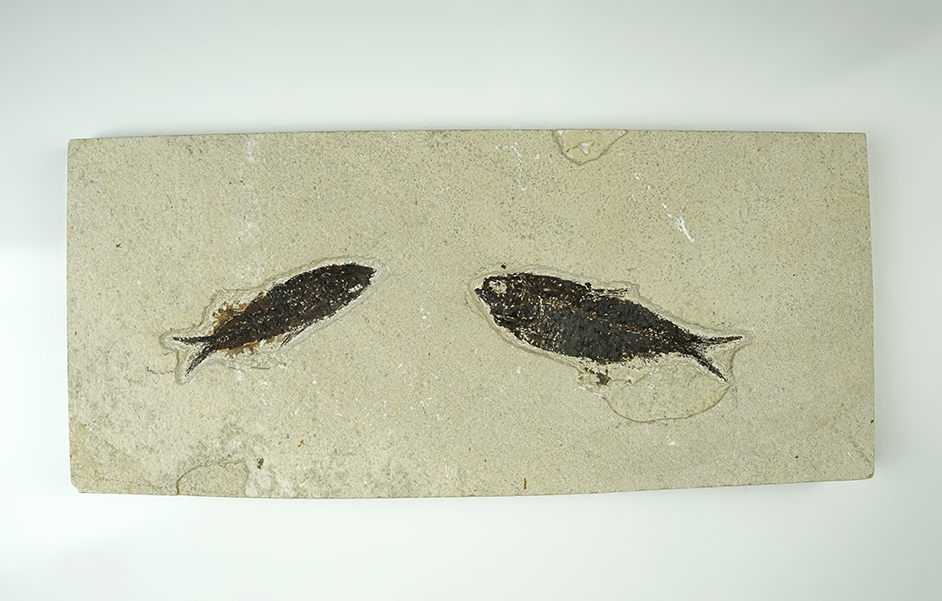 Large! 13" long x 5 3/4" wide slab with two fossil fish, largest of which is 4 3/8". 