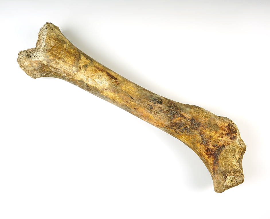 16" Fossilized Right Femur bone from an extinct Cave Bear that is 30,000-40,000 years old. 