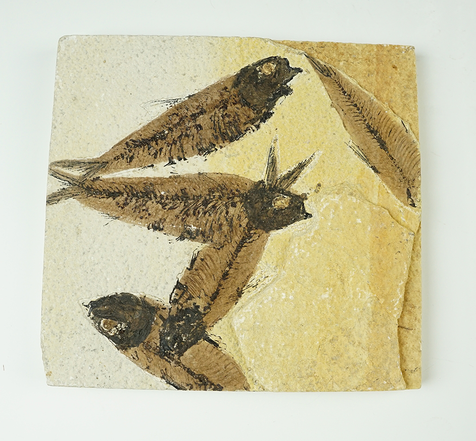 Nice! 5 7/8" x 5 5/8" fossil slab from the Kemmerer Flats, Wyoming. Five fish fossils.  