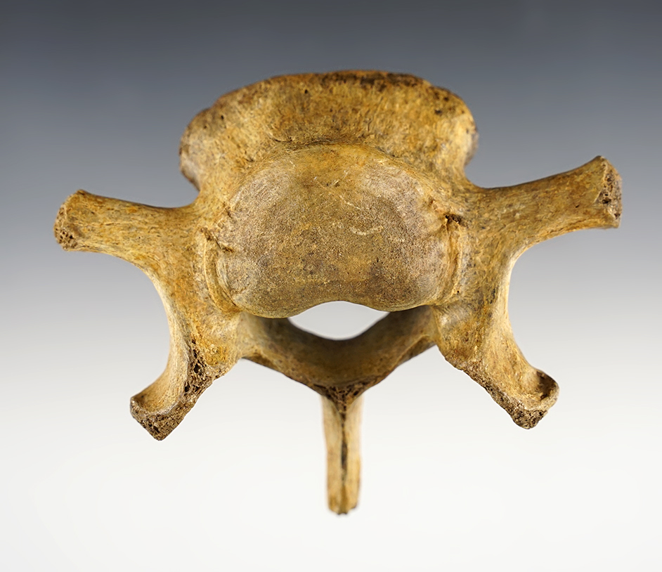 3 1/2" x 4 1/4" fossilized Cave Bear Vertebrae recovered in the permafrost region of Russia. 