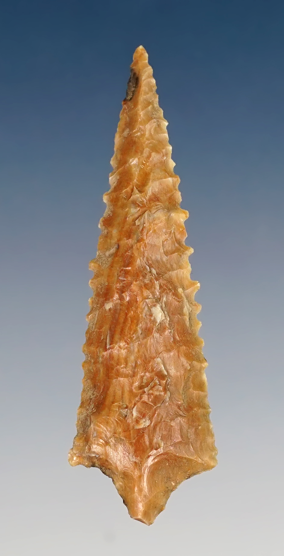 1 1/16" Rabbit Island with nice serrations found i near the Columbia River. Ex. Norma Berg. 