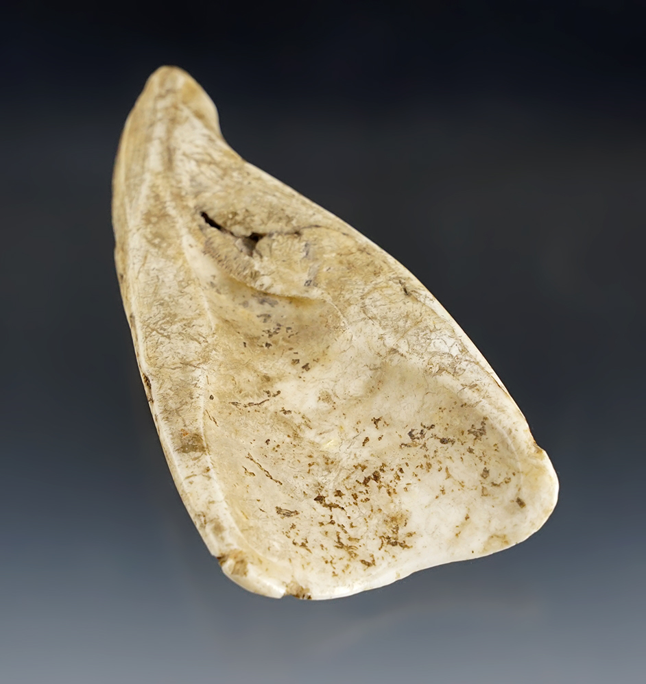 Heavily patinated 4 5/8" Conch Shell Adze - Florida. Excellent workmanship to bit area.