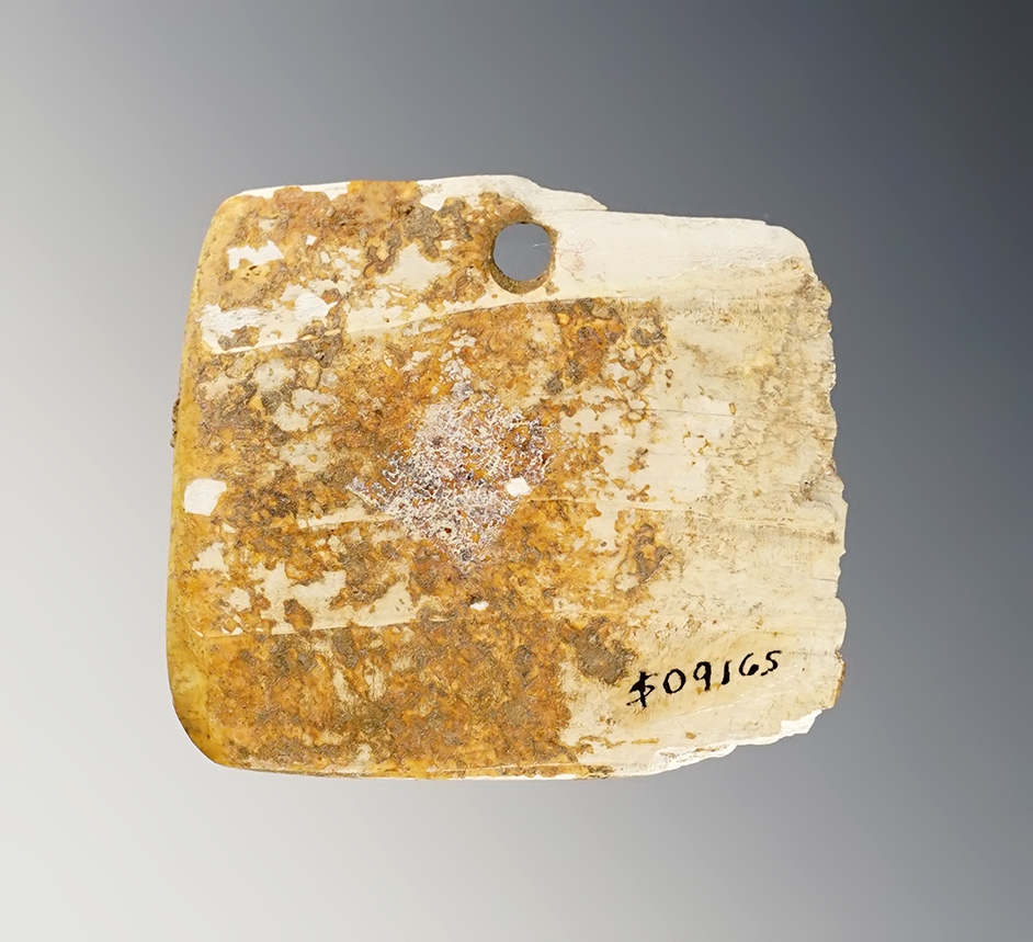 2" by 1 13/16" Drilled Shell Pendant recovered in Tennessee. 