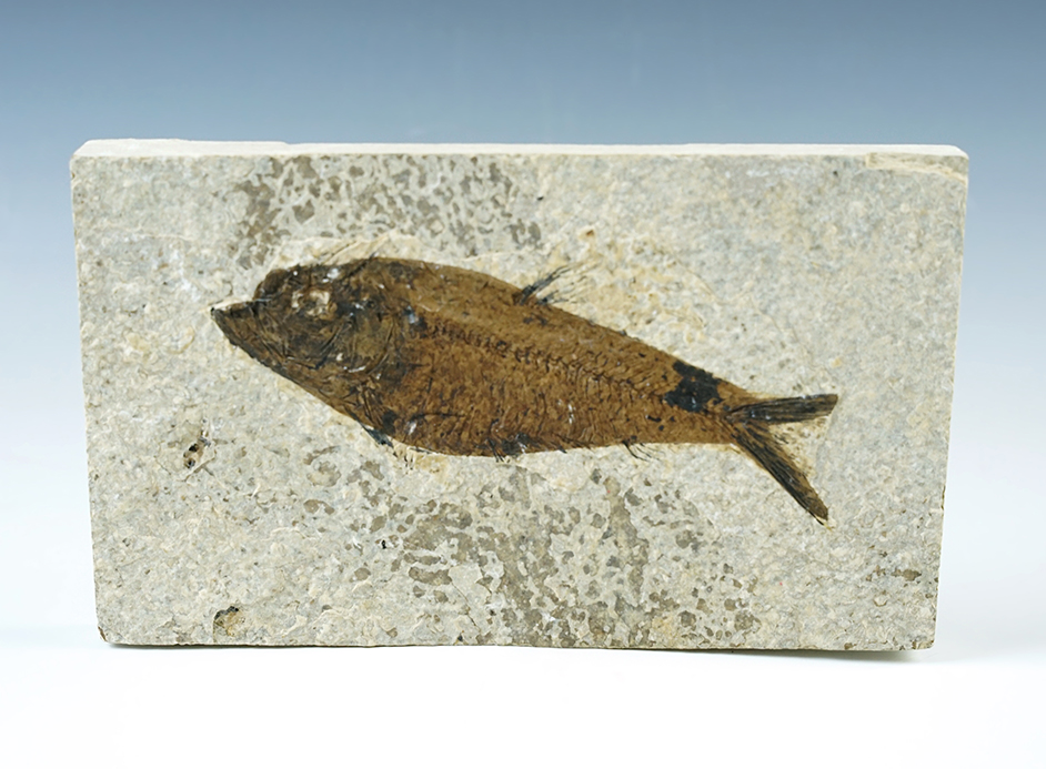 4 3/4" Fish Fossil on a 6 1/2" x 3 3/4" Slab. Recovered from the Kemmerer Flats in Wyoming. 