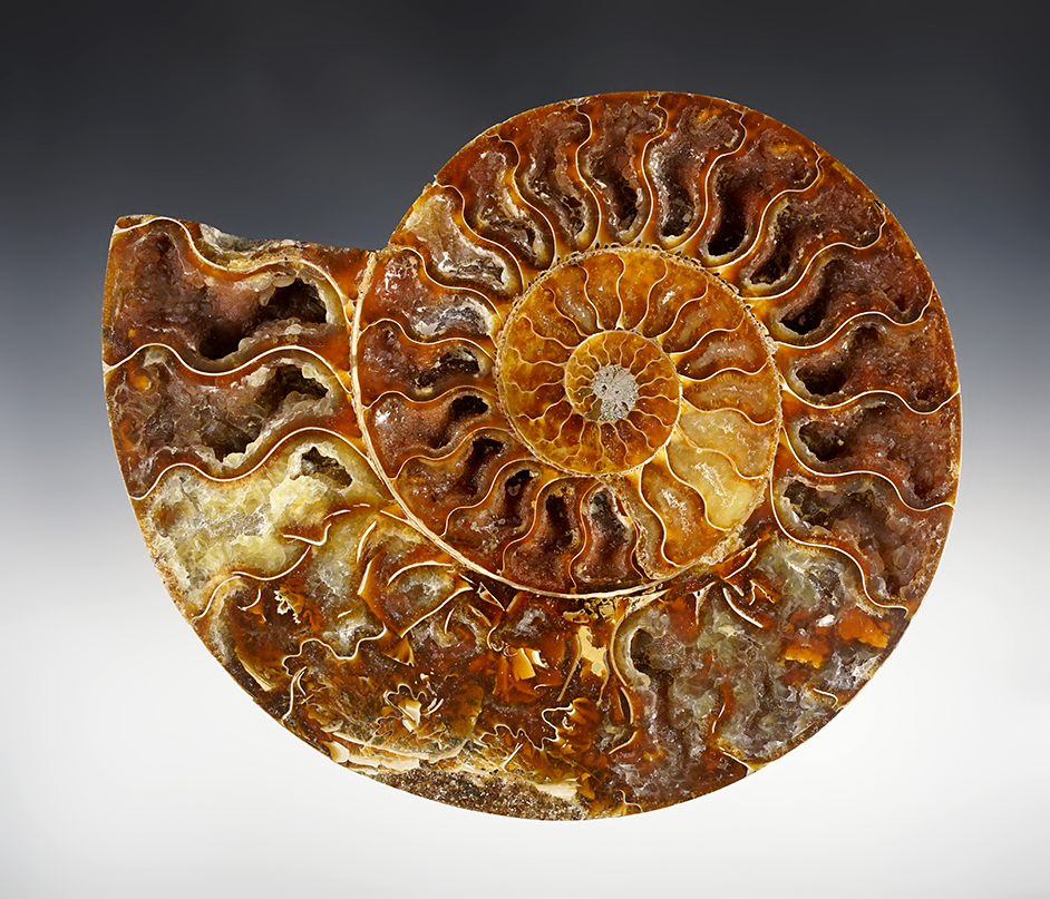 Beautiful 7 1/2"Fossil Ammonite that is approximately 65-145 million years old. 