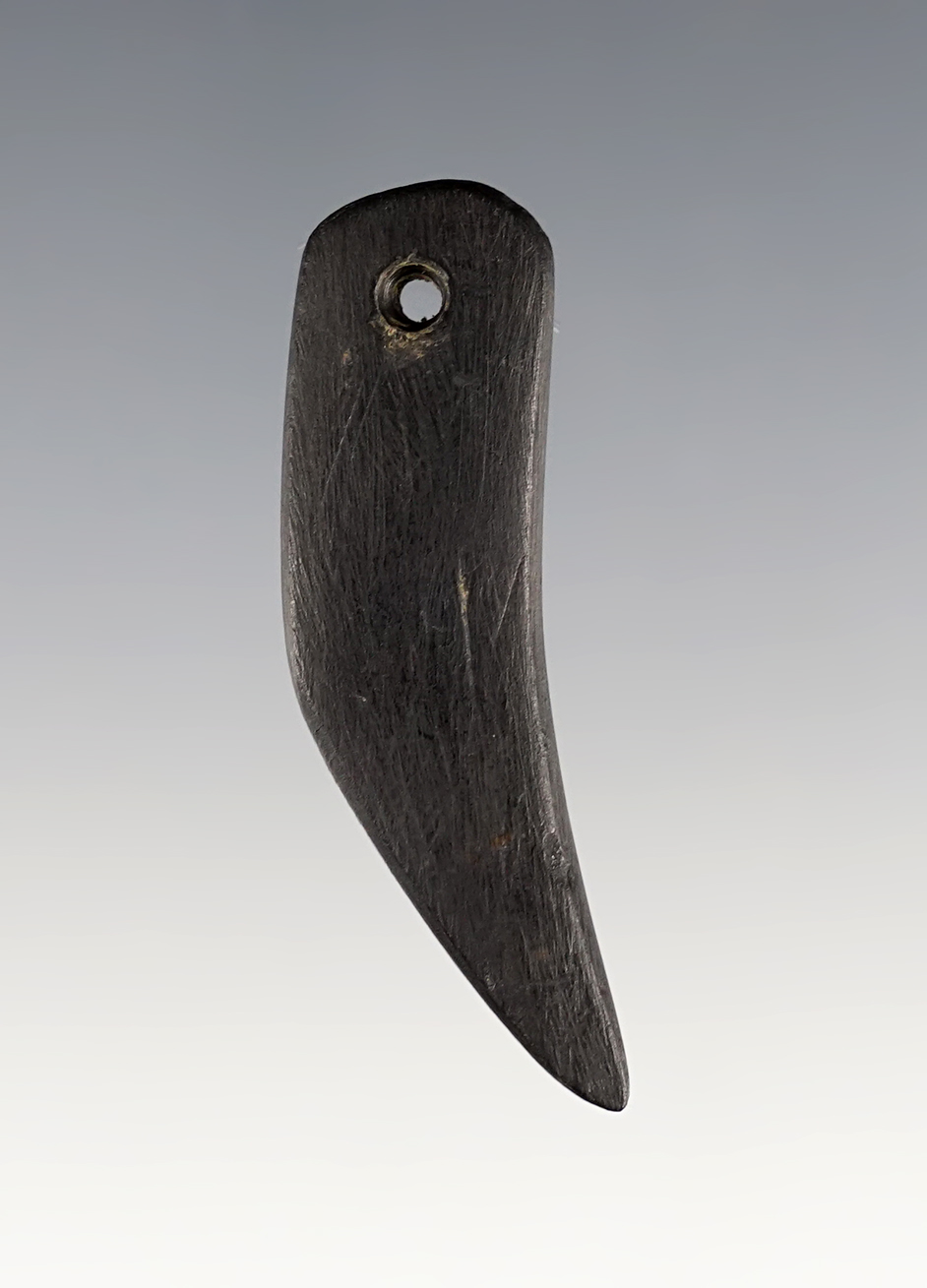 1 15/16" Cannel Coal Claw Effigy Pendant. Found at the Fox Field  Site in Mason Co., Kentucky. 