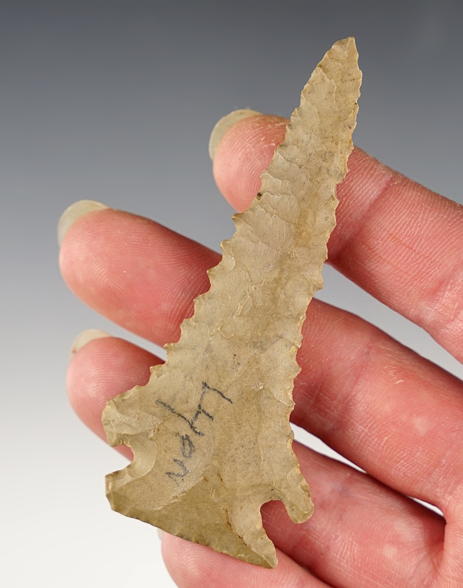 3 1/8" Pinetree - well patinated Hornstone. Found in Lyon Co., Kentucky. Ex. Gary Noel. COA. 