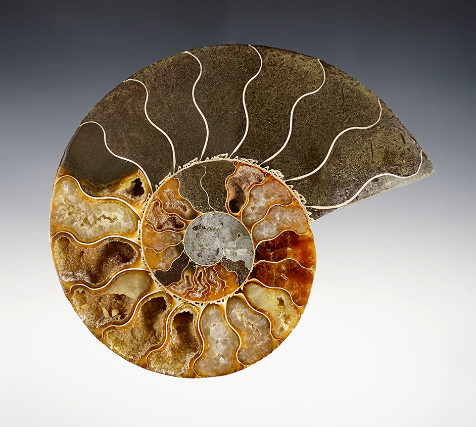 Beautiful 5 1/4" cut Fossil Ammonite that is approximately 65-145 million years old. 