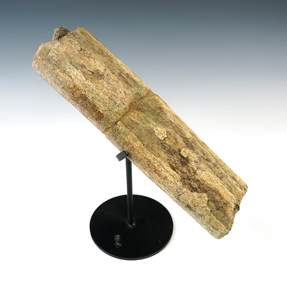 7 1/2" long Triceratops Fossilized Rib Bone that is 65-70 million years old. 