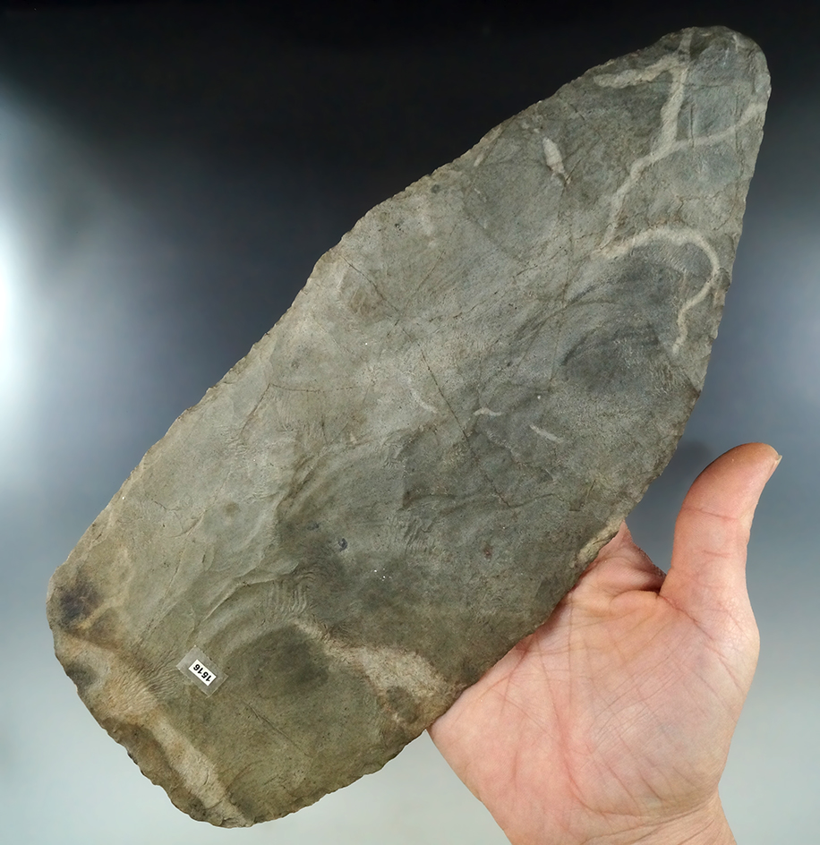Simply massive 10 1/8" Blade found in Indiana that is green in color with beautiful worm tracks.