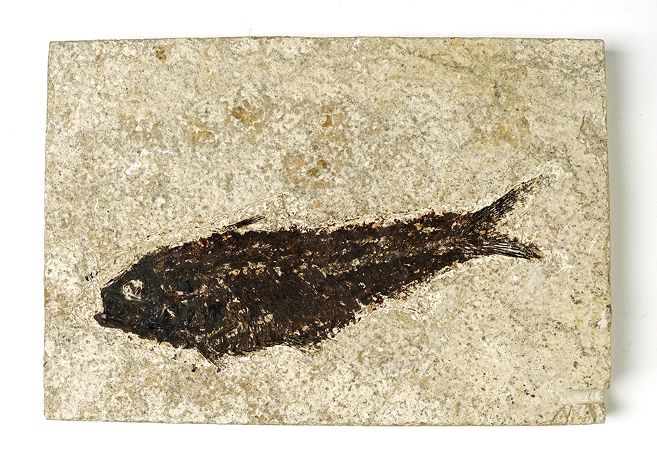4 7/8" Fish Fossil on a 6" x 4 1/16" Slab. Recovered from the Kemmerer Flats in Wyoming.