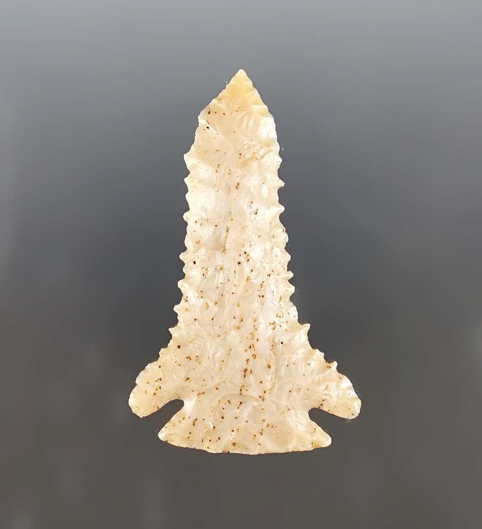 Superb! 2 7/16" Pinetree  found in Metcalfe Co., Kentucky. Incredible serrations. Kerns COA.