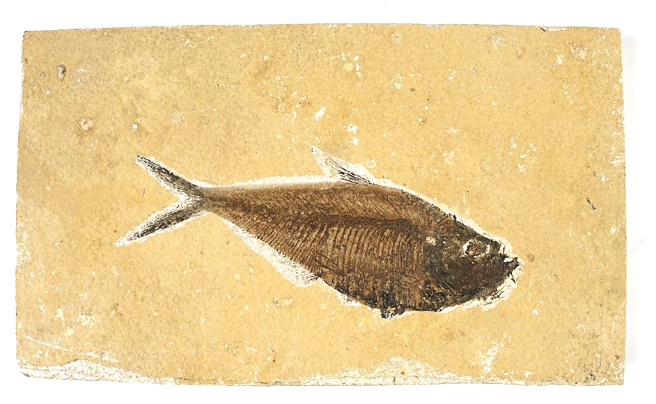 6 1/8" Fish Fossil on a 9 3/4" x 5 5/8" Slab. Recovered from the Kemmerer Flats in Wyoming.