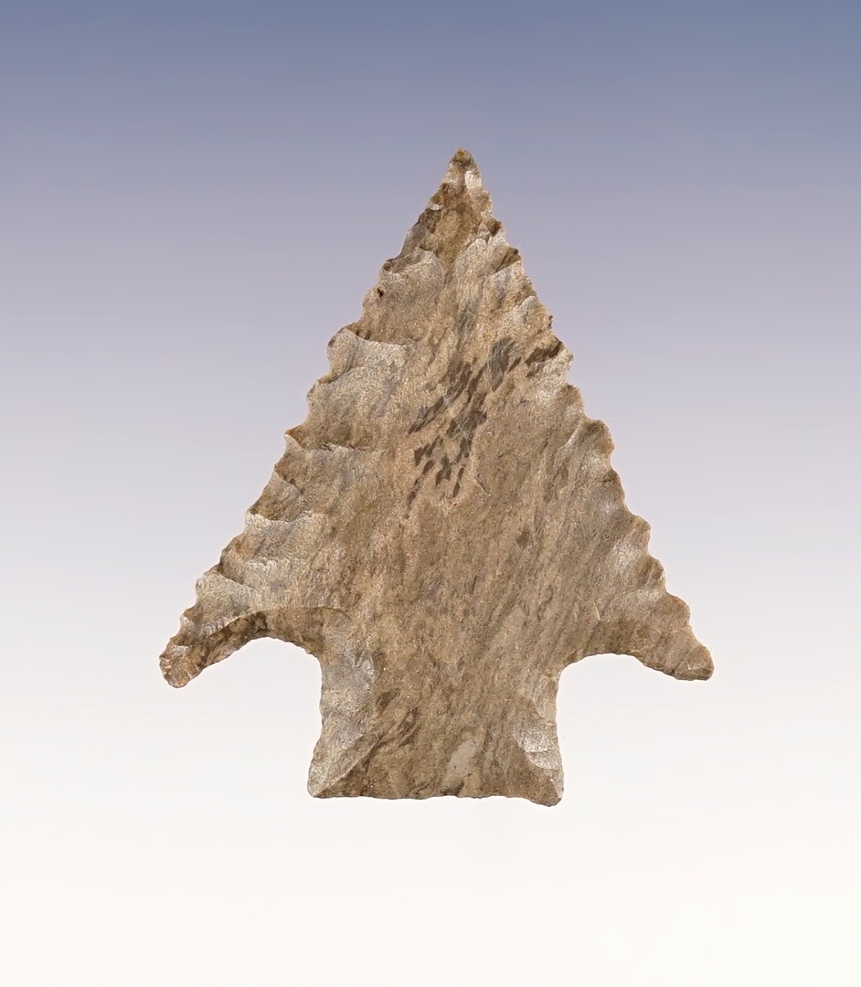 1 3/4" Kirk with excellent serrations. Benton Co., Tennessee. Ex. Robert Overstreet.