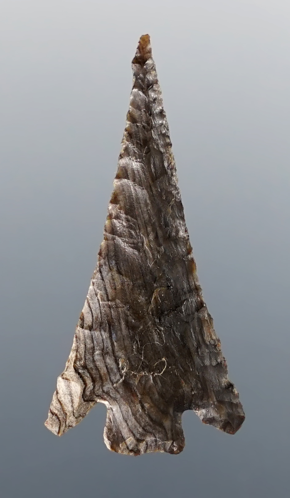 1 5/16" Columbia Plateau made from Petrified Wood. Found near the Mid-Columbia River.