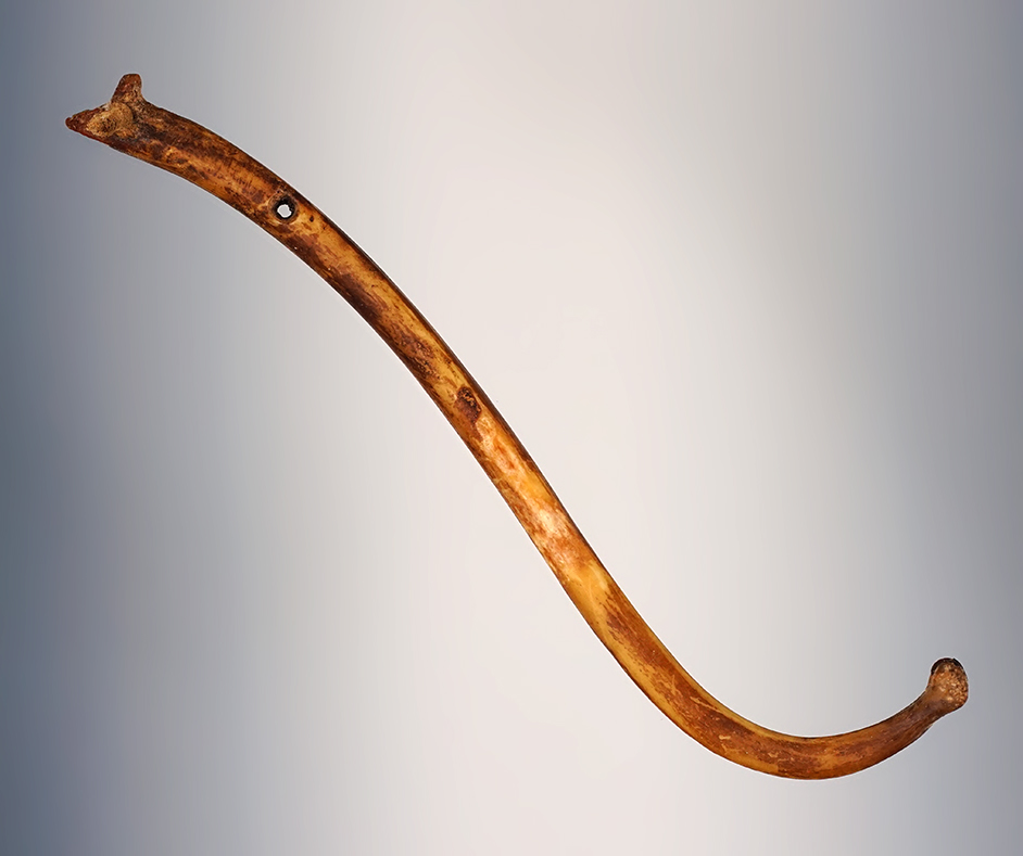 Rare! 4 3/8" Fox Effigy Pendant. Recovered at the Fox Field Site in Mason Co., Kentucky.