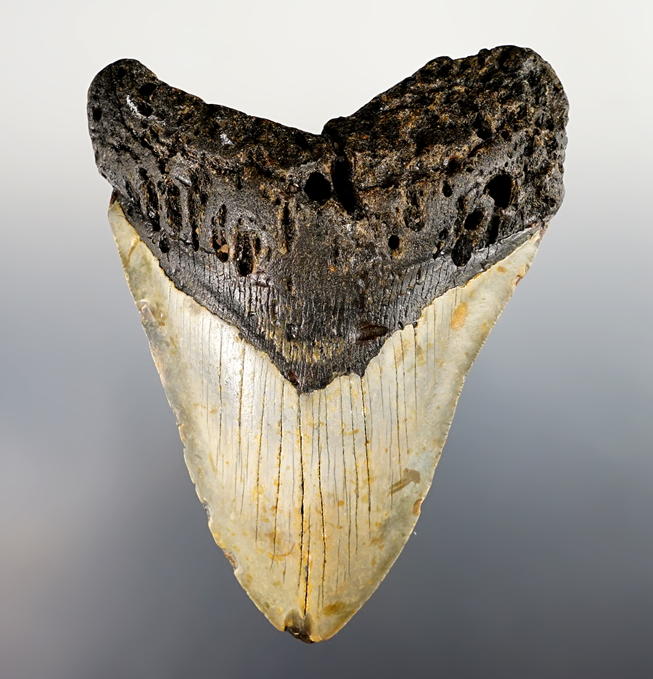 5 3/8" Fossil Megalodon Sharks Tooth in nice condition. 