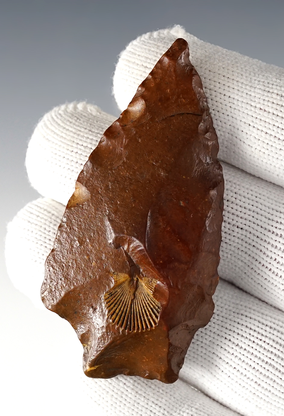 2 3/4" well polished Florida point with a fossil inclusion on the front.