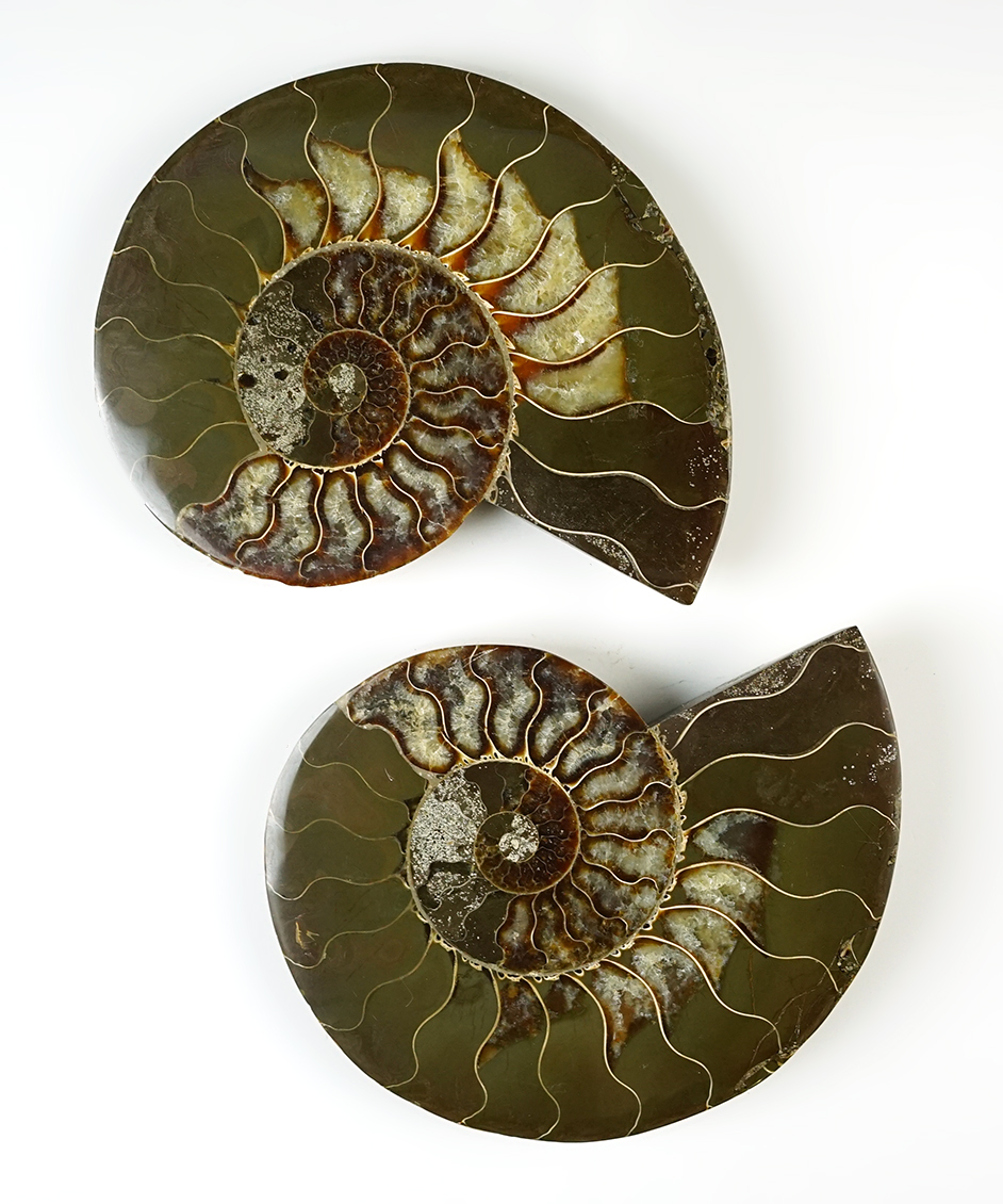 Pair of beautifully polished Fossil Ammonite - Madagascar. 145-165 million years old.