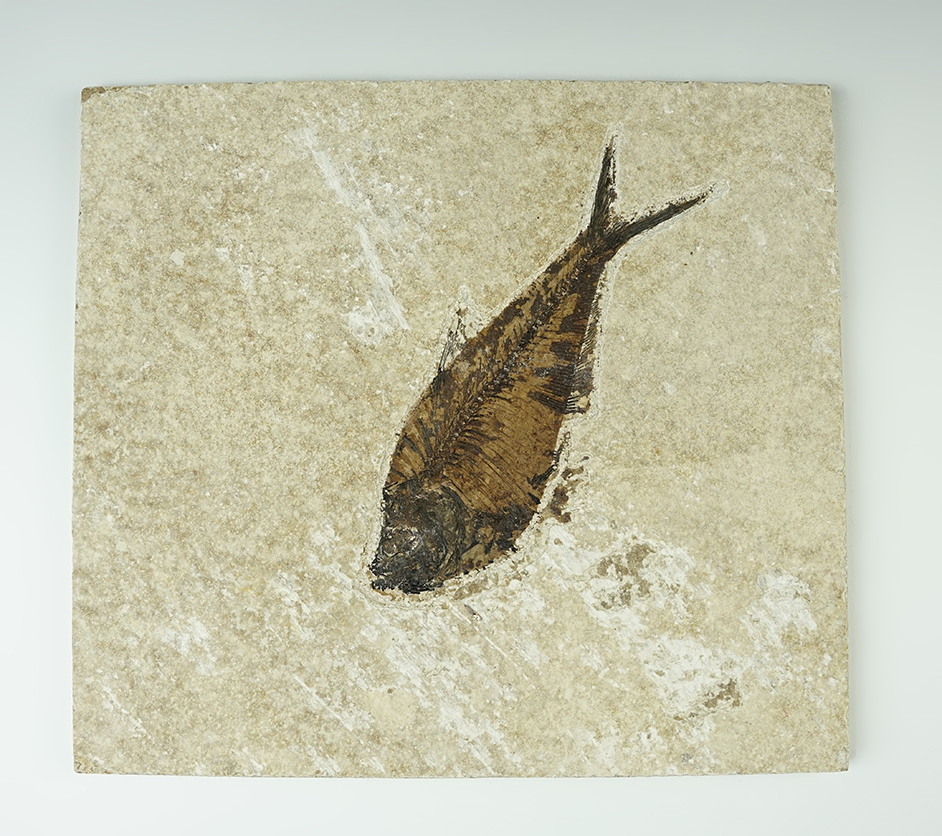 Large and nice! Fossil Fish on a 9 3/8" x 8 1/2" Slab. Kemmerer Formation in Wyoming.