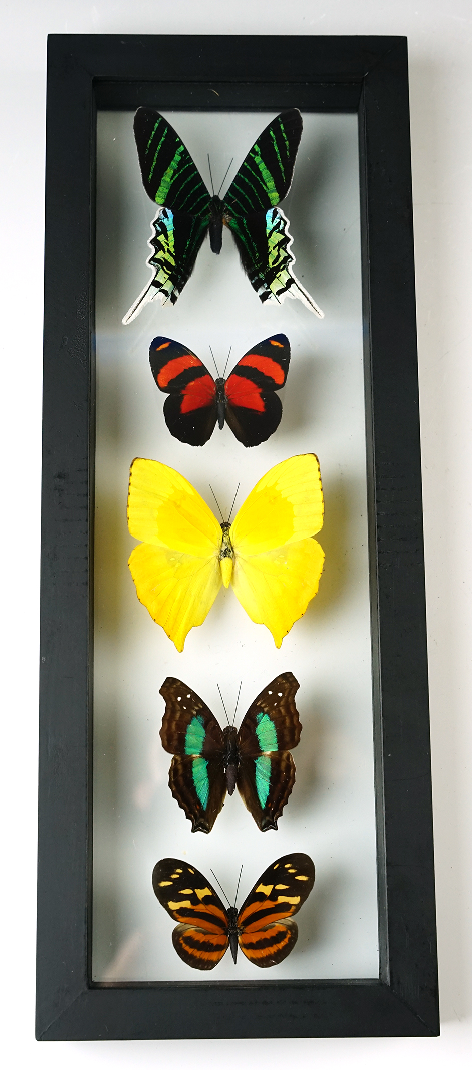 12 3/4" x 4 7/8" beautiful Butterfly Display.