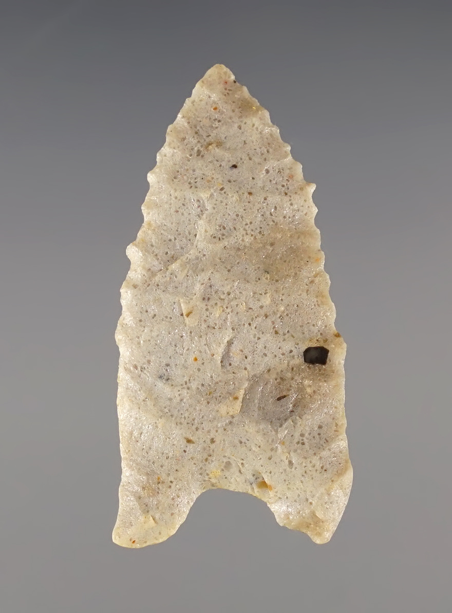 1 5/8" Paleo Allen found on a ranch in Montrose Co., Colorado. Comes with a Stermer COA.