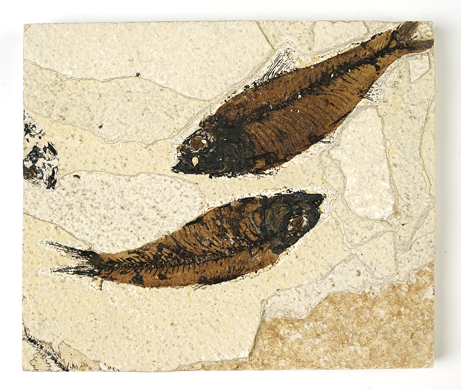 Nice! Multiple Fossil Fish on a 5 11/16" x 4 3/4" slab. Fish both measure 4". 