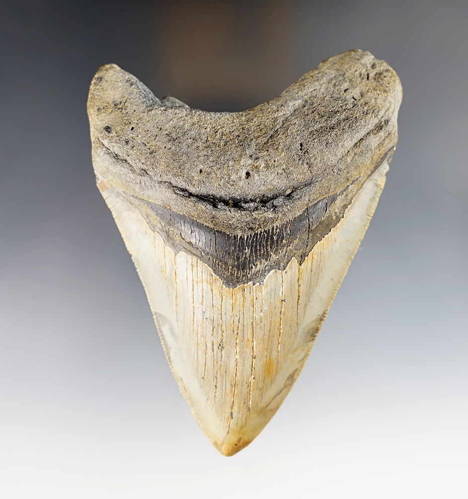 5" Megalodon Shark Tooth recovered in South Carolina.