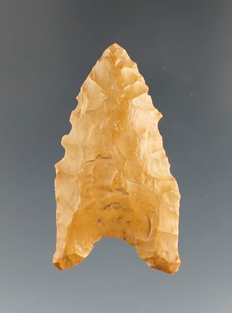 1 11/16" Dalton - Crowley's Ridge Chert, found in Northeast Arkansas. Rogers and Perino COA's.