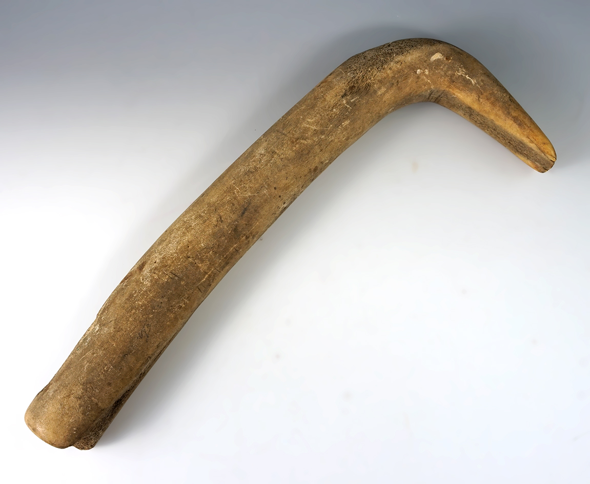 13 1/2" elk horn hide scraper from the Missouri River region.