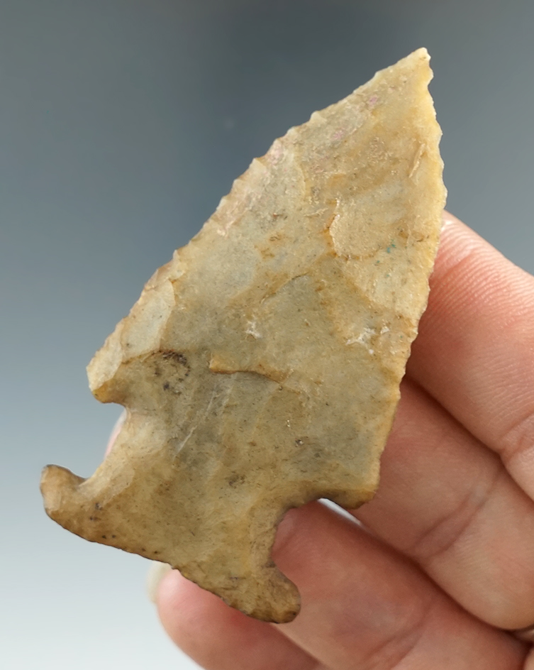 2 1/2" Expanded Notched Bolen Bevel found in Alachua Co., Florida. Carlos Tatum COA.