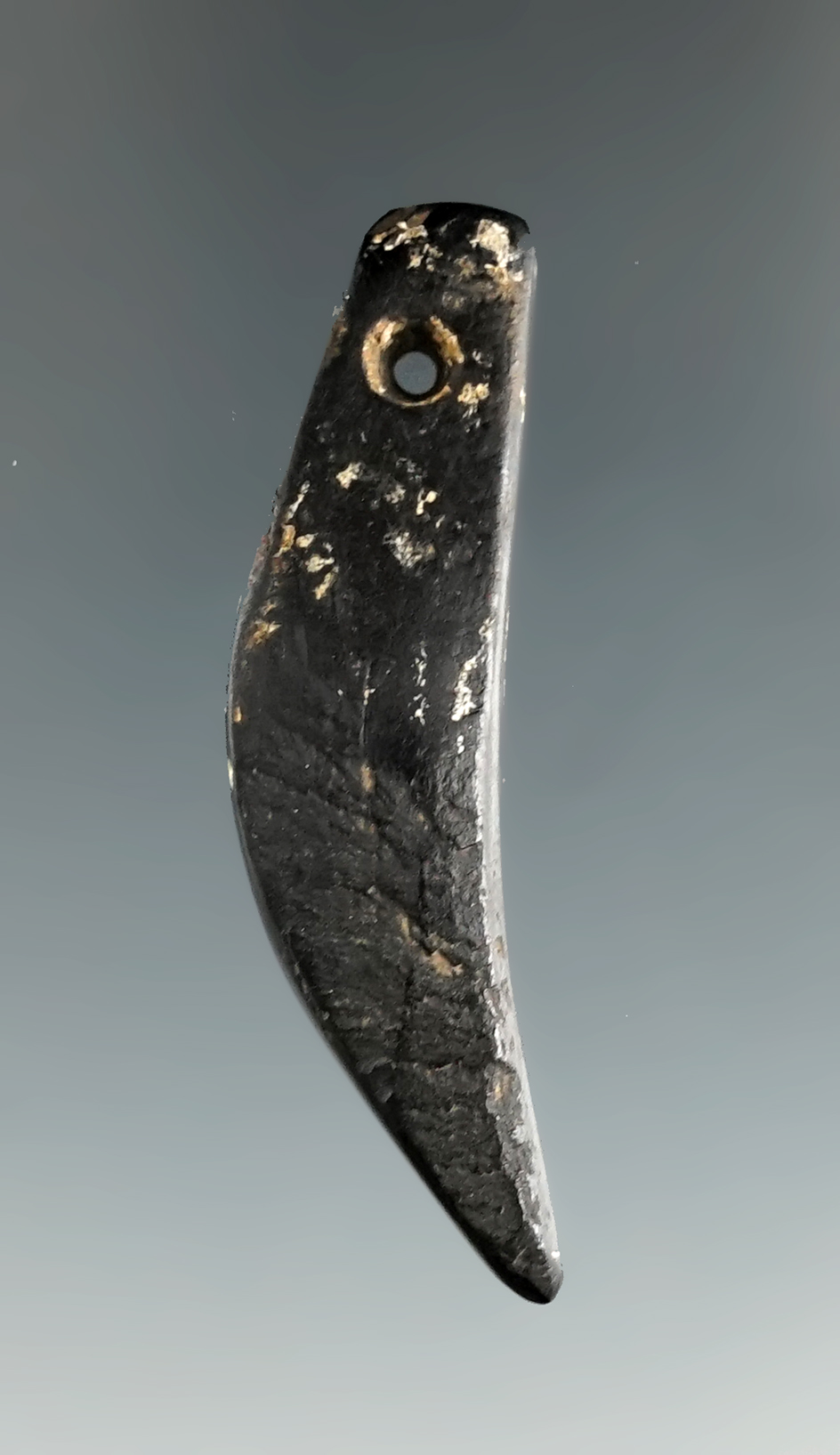 1 15/16" Ft. Ancient Canine Tooth Effigy Bead - Cannel Coal. Found near Fox Fields. COA.