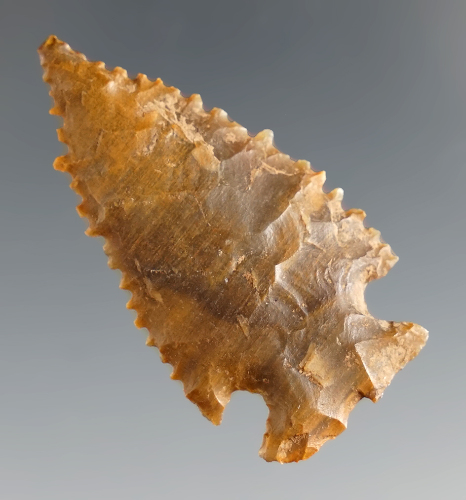 1 11/16" Serrated Elko - Silicified Wood,  Mesa Co., Colorado. Bennett and Stermer COA's.