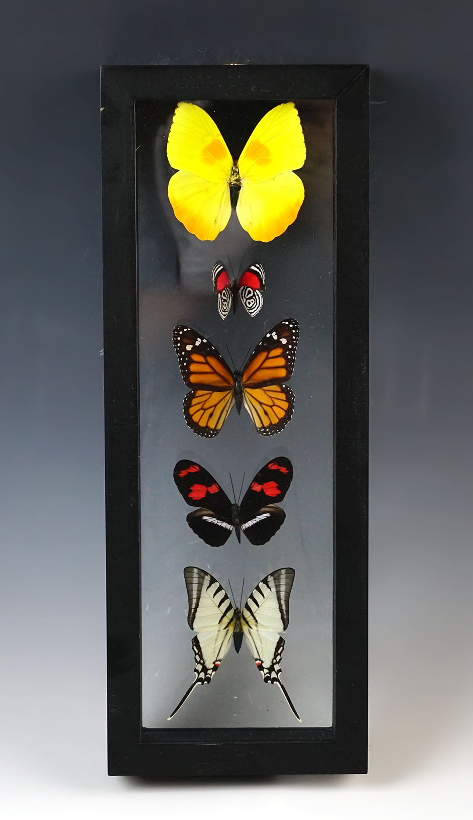 12 3/4" x 4 3/4" beautiful Butterfly Display.