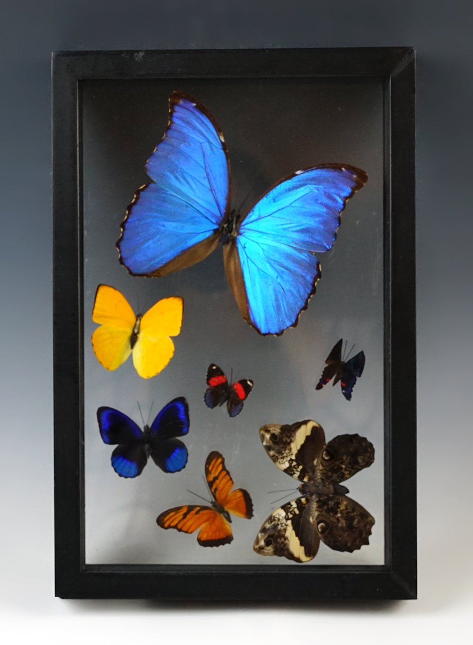11 3/4" x 7 3/4" beautiful Butterfly Display.