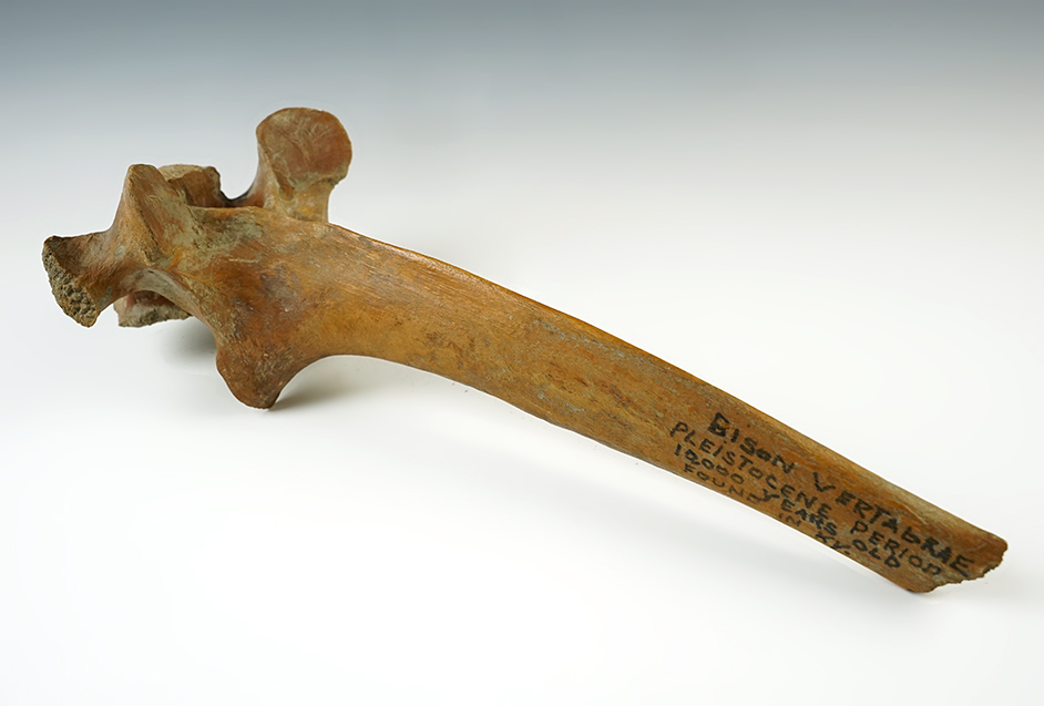 RARE! 13" Bison Vertebrae from the Pleistocene Period dating to 10,000 years old. Kentucky.