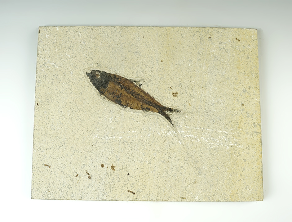 4 1/2" Fossil Fish on a 7 1/4" x 9 1/2" slab. Recovered at the Kemmerer Fossil Site in Wyoming. 