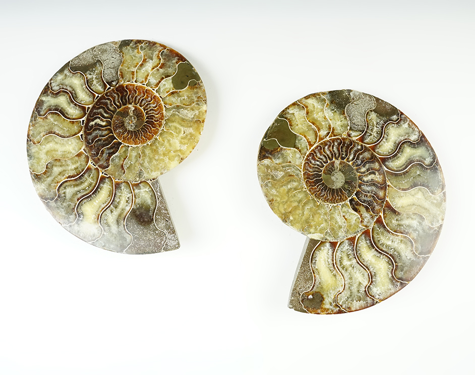 Beautiful set of 7 1/4" long nicely polished and colorful Ammonite Fossils. 