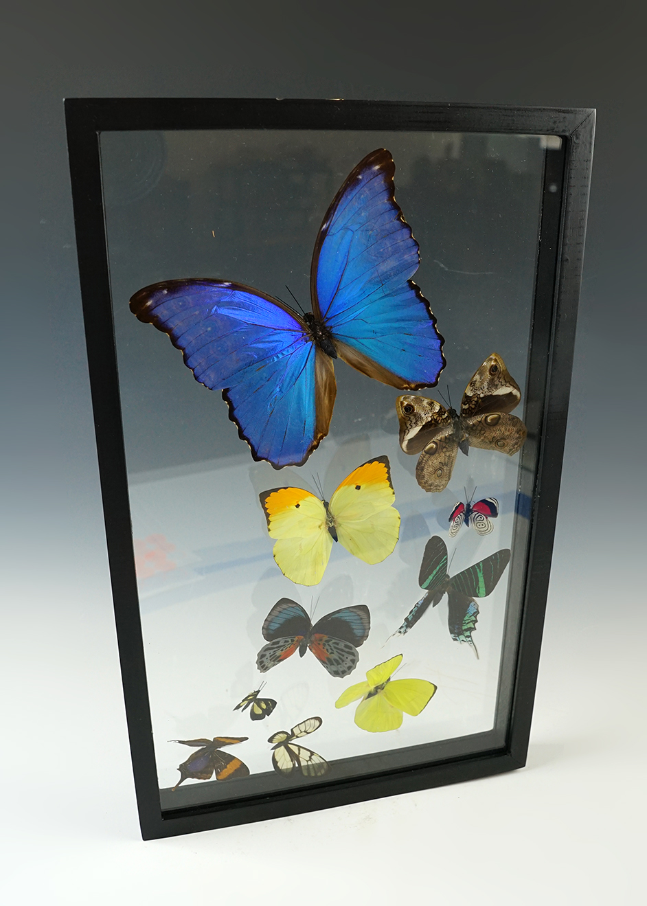 Large 15 3/4" x 9 3/4" beautiful Butterfly display. Includes a colorful blue Morpho.