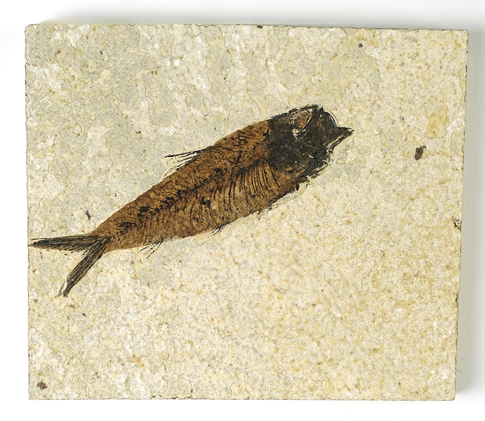 Nice Fossil Fish on a 5 15/16" x 5 1/4" slab. From the Kemmerer Fossil Site in Wyoming.