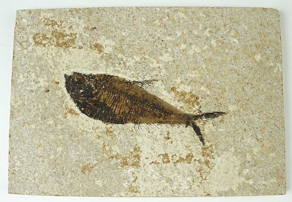 Nice Fossil Fish on a 7 3/16" x 5" slab. From the Kemmerer Fossil Site in Wyoming.
