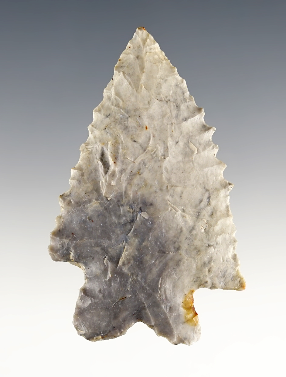 Nicely serrated 2 7/16" Ohio MacCorkle Bifurcate in excellent condition. Ex. Larry Morris. 