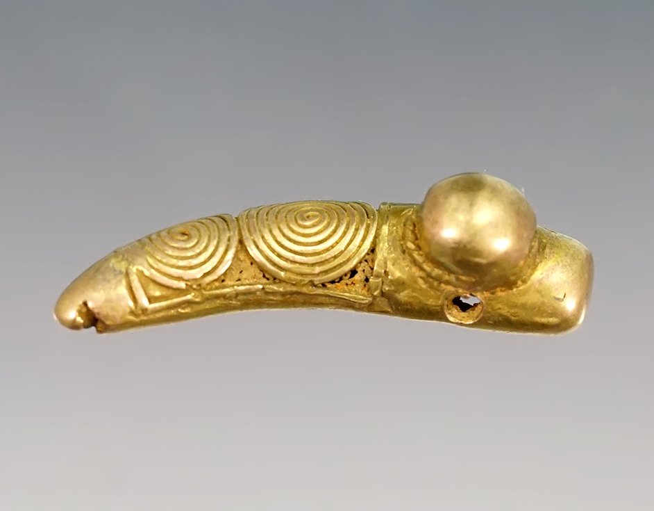 Fine 1 1/8" 10kc Gold Jaguar Tooth Pendant from Colombia, Tairona culture, 1100-1550 CE. 