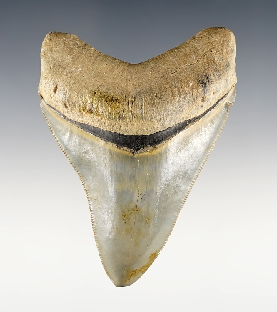 3 3/4" Fossilized Megalodon Shark's Tooth in excellent condition.