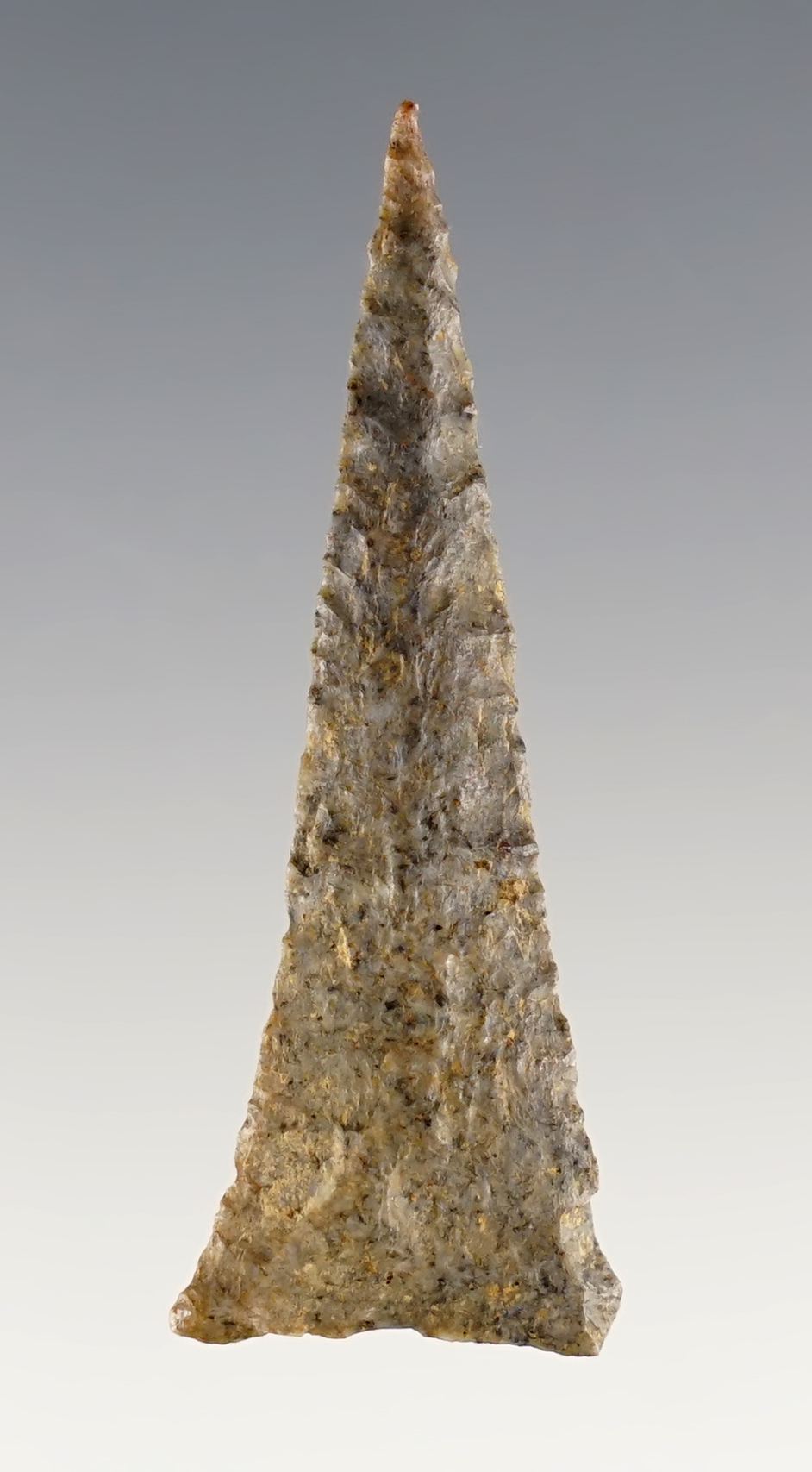 Fine 1 13/16" Hamilton Triangle Point found in the Southeastern U.S. Carlos Black COA.