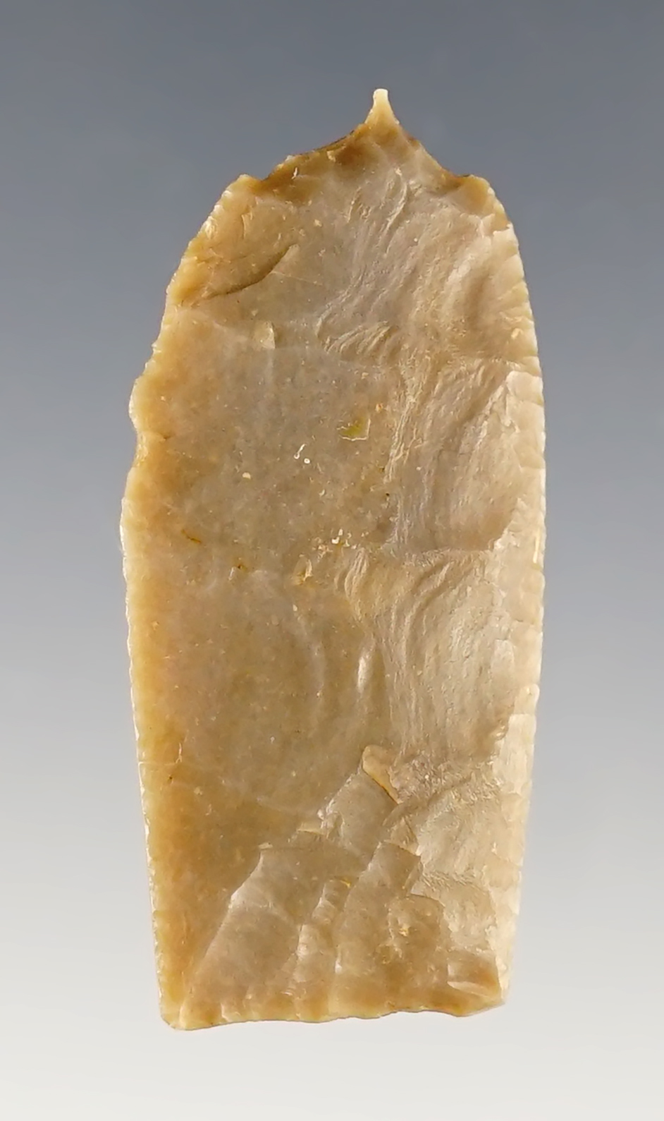 Rare 1 11/16" Paleo Midland with a perforator tip. Terry Co., Texas. Perino COA.