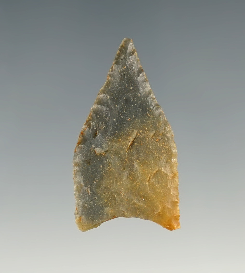 1 1/4" Pee Dee found in Kentucky. Ex. Tom Davis.