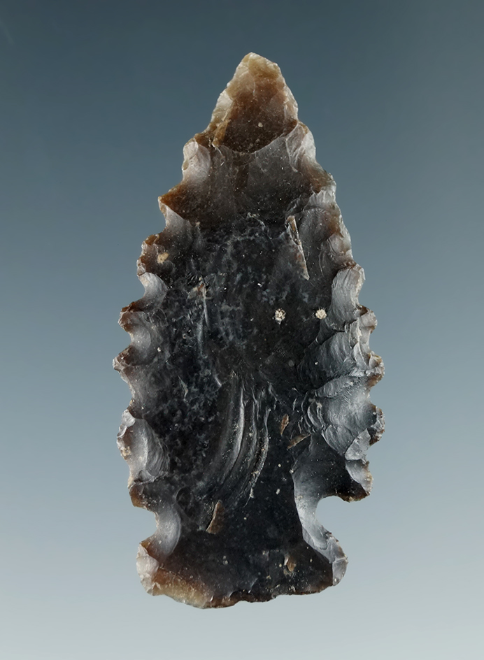 1 11/16" Serrated Merrybell found near the Columbia River, Sauvies Island, Oregon.