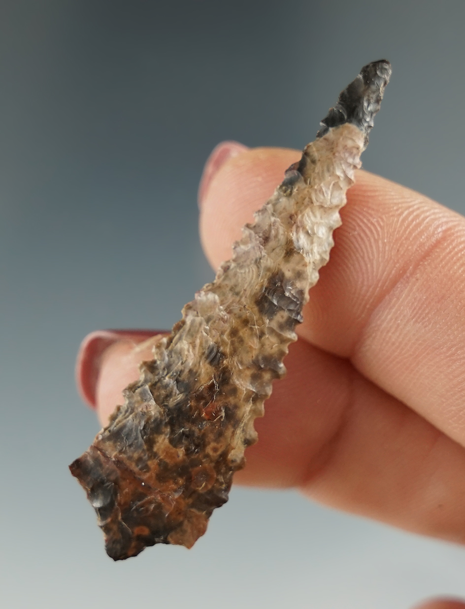 2" Rabbit Island, heavily serrated, made from brown Jasper. Found near the Columbia River, OR.